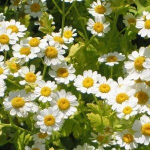 Feverfew Herb