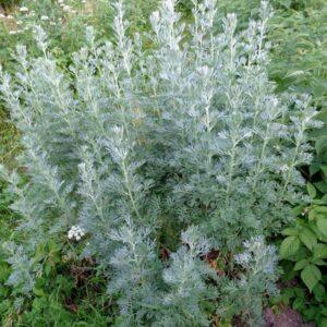 Wormwood Herb