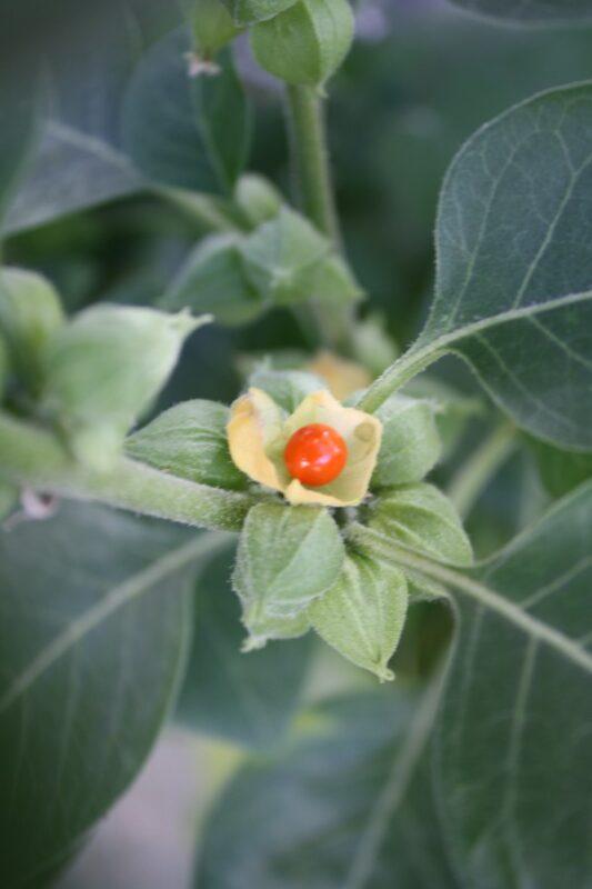 Ashwagandha Young Plants Seeds Withania Somnifera ashwagandha-young-plants-seeds-withania-somnifera