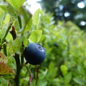 Shaman's Garden Bilberry Extract Powder and Capsules