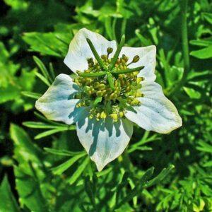 Black Cumin Young Plants & Seeds