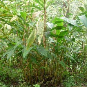 Black Cardamom Extract