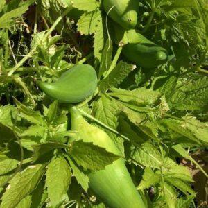 Caigua Young Plants & Seeds