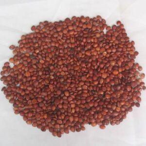 Chinese Date, Jujube