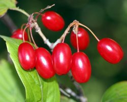 Cornus berries