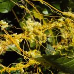 Dodder Seed Extract