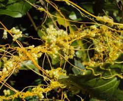 Dodder Seed Extract