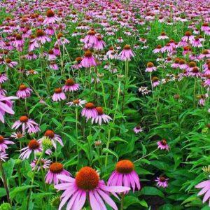 Live Medicinal Plants & Seeds