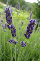 English Lavender Young Plants & Seeds