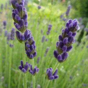 English Lavender Young Plants & Seeds
