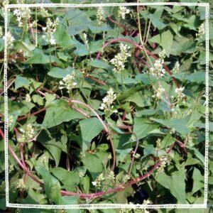 Fo ti (Polygonum multiflorum)