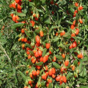 Goji Berry Extract