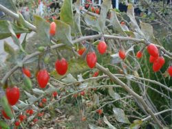 Goji Berry Young Plants & Seeds