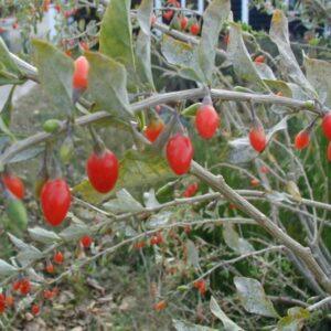 Goji Berry Young Plants & Seeds