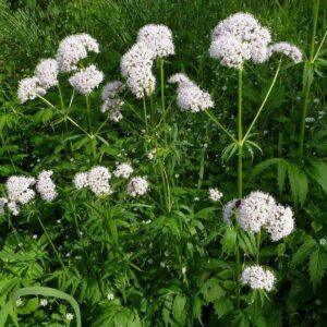 Indian Valerian