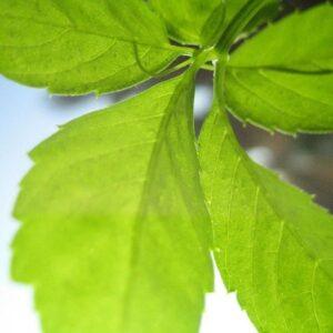 Jiaogulan herb extract