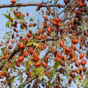 Chinese Date / Jujube Seed Powder