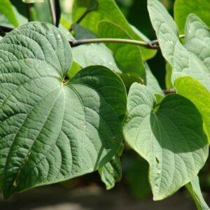 Kava Kava Root Powder