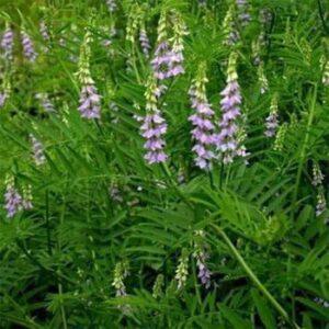 Liquorice Root Extract