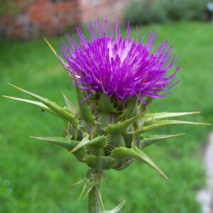 Milk Thistle Plants & Seeds