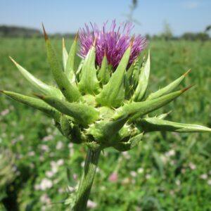 Milk Thistle Extract