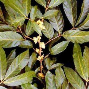 Muira Puama Bark Powder