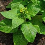 Mapacho/Aztec Tobacco Young Plants & Seeds
