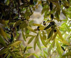 Olive Leaf Organic Powder