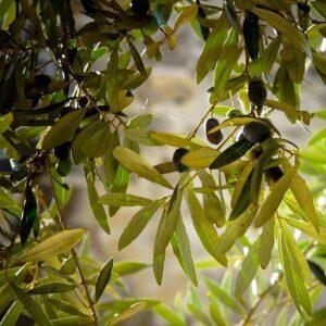 Olive Leaf Organic Powder