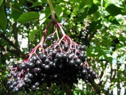 Elderberry Trees & Seeds