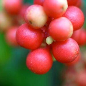 Schisandra chinensis extract NZ