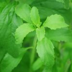 Stevia Cut Leaf & Tincture