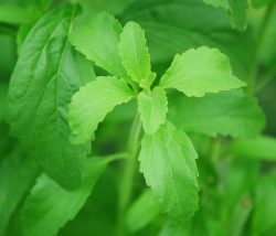 Stevia Cut Leaf & Tincture