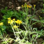 Tagetes lucida / Mexican Tarragon Young Plants & Seeds