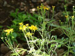 Tagetes lucida / Mexican Tarragon Young Plants & Seeds