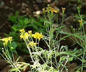 Tagetes lucida / Mexican Tarragon Young Plants & Seeds