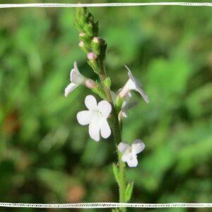 Vervain