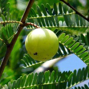 Amla Fruit Extract