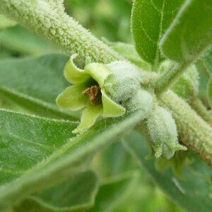 Ashwagandha Root Extract & Organic Root Powder