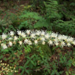 Black Cohosh Root Extract