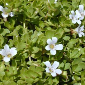 Brahmi Herb Organic (Bacopa monnieri)