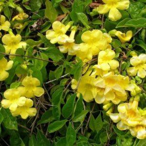 Cat's Claw Bark Powder