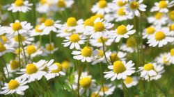Chamomile Young Plants & Seeds