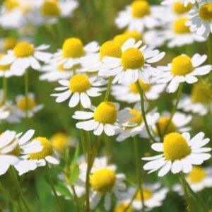 Chamomile Young Plants & Seeds