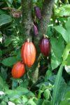 Organic Cacao Powder
