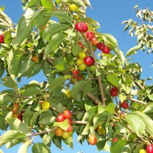 Cornus / Shan Zhu Yu Fruit Extract