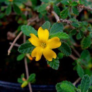 Damiana Herb, Powder & Tincture