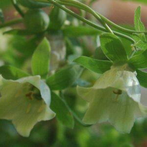 Dang Shen Root Extract