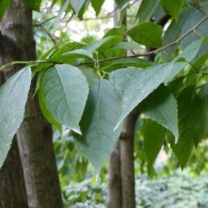 Eucommia Bark Extract