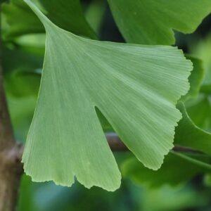 Ginkgo Leaf Extract